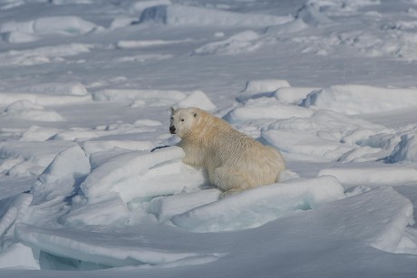 67 Bear turns Stock Pictures, Editorial Images and Stock Photos ...