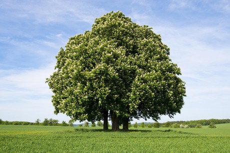 500 Conker tree Stock Pictures, Editorial Images and Stock Photos ...