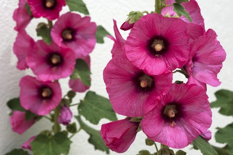 59 Alcea rosea Stock Pictures, Editorial Images and Stock Photos ...