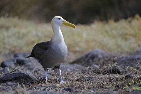 Waved Albatross Galapagos Albatross Phoebastria Irrorata Editorial ...