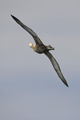 Waved Albatross Galapagos Albatross Phoebastria Irrorata Editorial ...