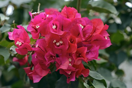 21 Bougainvillea glabra Stock Pictures, Editorial Images and Stock ...