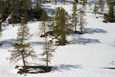 Larch Forest Springan Larch Larix Decidua Editorial Stock Photo - Stock ...
