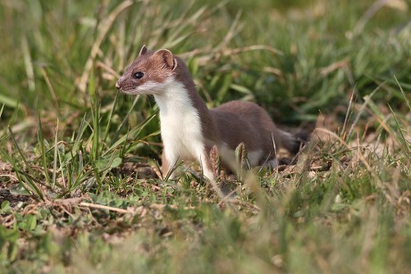 Ermine Shorttailed Weasel Mustela Erminea Summer Editorial Stock Photo ...