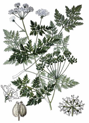 Poison Hemlock Conium Maculatum Medicinal Plant Editorial Stock Photo ...