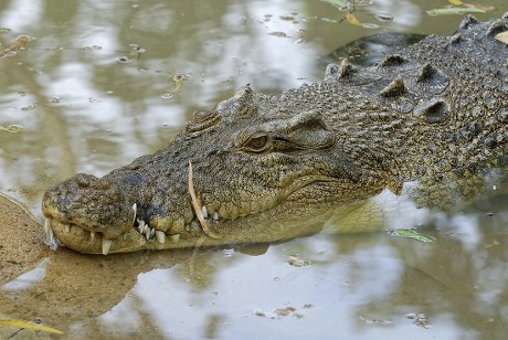 Saltwater Crocodile Estuarine Indopacific Crocodile Crocodylus ...