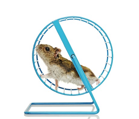 54 Hamster wheel Stock Pictures, Editorial Images and Stock Photos ...