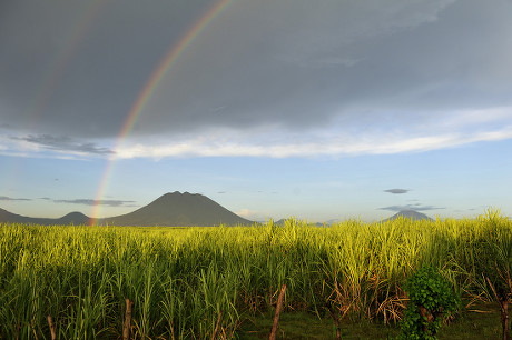 250 Sugar Cane Fields Stock Pictures, Editorial Images And Stock Photos 