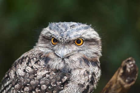 60 Tawny frogmouth Stock Pictures, Editorial Images and Stock Photos ...