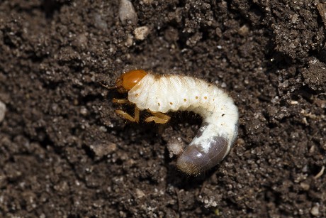 21 European june beetles Stock Pictures, Editorial Images and Stock ...