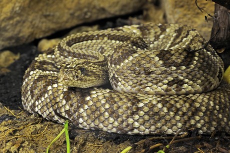 250 Crotalus Stock Pictures, Editorial Images and Stock Photos ...