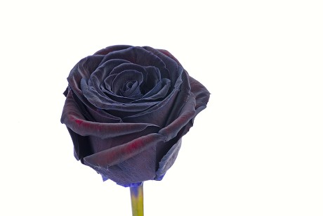 Purple Almost Black Rose Rosa Editorial Stock Photo - Stock Image