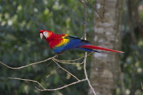 Scarlet Macaw Ara Macao Tambopata Amazon Editorial Stock Photo - Stock