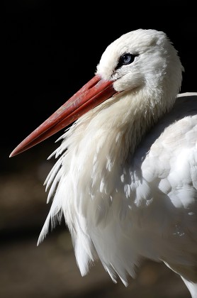 12 Weltvogelpark Stock Pictures, Editorial Images and Stock Photos ...