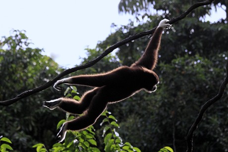 GREAT APES AND LESSER APES visual data 5