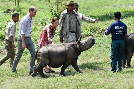 Centre Wildlife Rehabilitation Conservation Kaziranga National ...