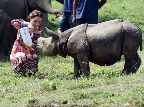 Centre Wildlife Rehabilitation Conservation Kaziranga National ...