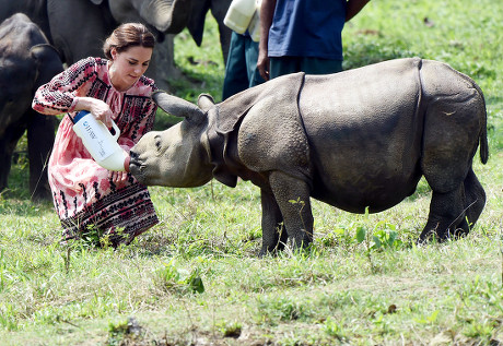 Centre Wildlife Rehabilitation Conservation Kaziranga National ...