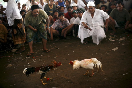 Balinese Men Watch Cock Fighters During Editorial Stock Photo - Stock ...