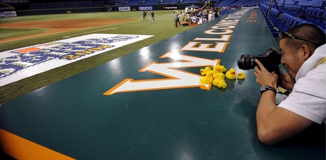 A cow nose stingray swims in tank over the outfield of Tropicana Field  before a baseball