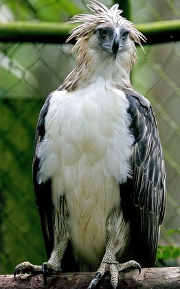 Philippine Eagle Kalinawan Seen Inside Cage Editorial Stock Photo 