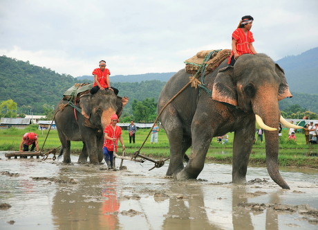 Karen Villagers Use Elephants Plow Rice Editorial Stock Photo - Stock ...