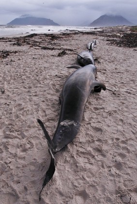 Bodies Beached False Killer Whales On Editorial Stock Photo - Stock