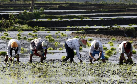 Filipino Farmer Plant Rice Near Foot Editorial Stock Photo - Stock Image |  Shutterstock