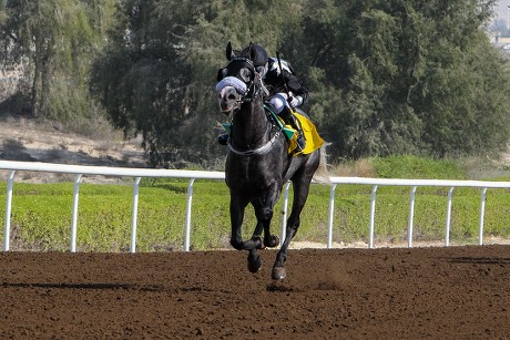 Horse Racing from Jebel Ali, United Arab Emirates - 23 Dec 2016 Stock ...