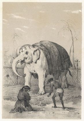Worshipping Sacred White Elephant Siam 1845 Editorial Stock Photo ...