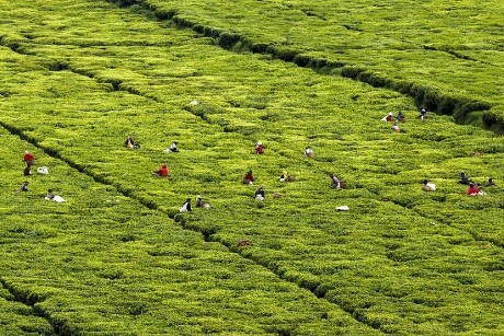 17 Rwanda tea farm Stock Pictures, Editorial Images and Stock Photos ...