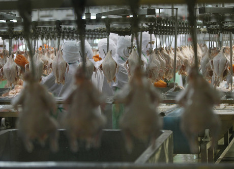 Thai Factory Workers Process Chicken Meat Editorial Stock Photo - Stock 