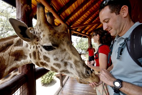 1214a Visitor Feeds Rothschild Giraffe Giraffe Editorial Stock Photo