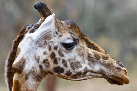 0514 Rothschild Giraffe Seen Giraffe Centre Editorial Stock Photo