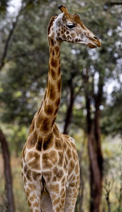 0914a Rothschild Giraffe Seen Giraffe Centre Editorial Stock Photo