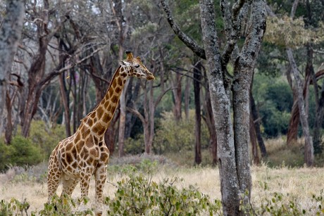 0614 Rothschild Giraffe Seen Giraffe Centre Editorial Stock Photo