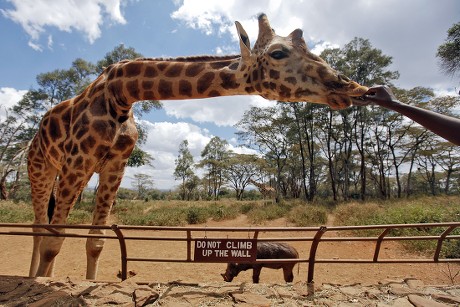 1414 Rothschild Giraffe Fed By Visitor Editorial Stock Photo - Stock