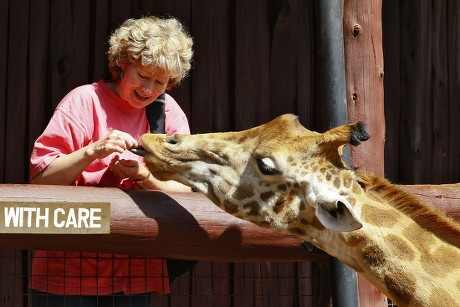 Visitor Feeds Rothschild Giraffe Giraffe Centre Editorial Stock Photo