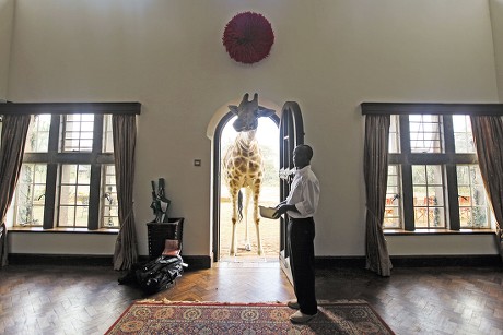 Rothschild Giraffe Sticks Head Through Door Editorial Stock Photo