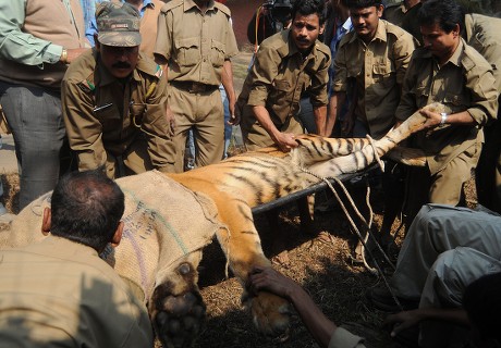 Tranquilized Royal Bengal Tiger Being Carried Editorial Stock Photo ...