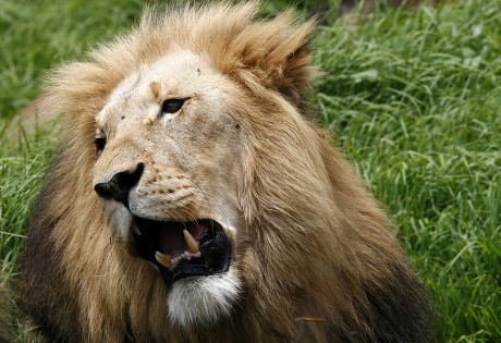 South Africa Lion and Rhino Park - Nov 2008 Stock Pictures, Editorial ...