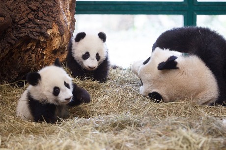 Panda cubs explore their enclosure at Vienna Zoo, Austria - 06 Jan 2017