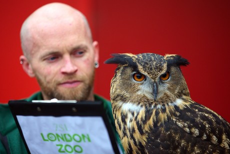 London Zoo Staff Poses Owl During Editorial Stock Photo - Stock Image ...