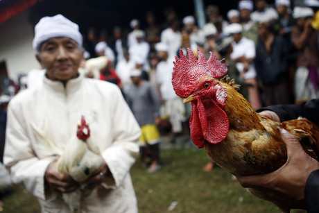 Balinese Men Hold Gamecocks During Tabuh Editorial Stock Photo - Stock ...