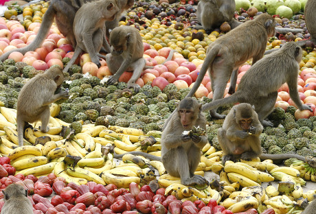 Monkeys Eat Fruit During Monkey Buffet Editorial Stock Photo - Stock Image  | Shutterstock