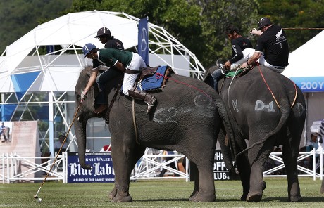 Elephant Polo Competitor Robin Brooke R Editorial Stock Photo