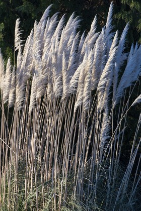 Pampas Grass Native South America Grown Editorial Stock Photo - Stock ...