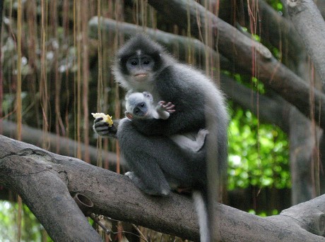 Grizzled Leaf Monkey Presbytis Comata Imas Editorial Stock Photo ...