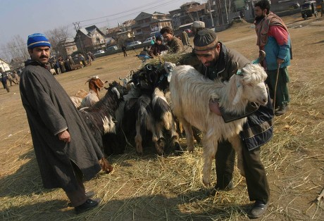 Kashmiri Muslim Weighs Goat Market Before Editorial Stock Photo - Stock ...
