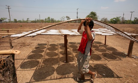 Laotian Workers Carries Rice Noodle Circles Editorial Stock Photo